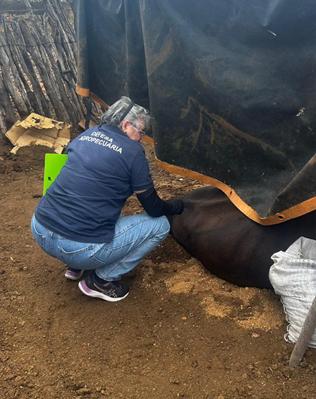 Leia mais sobre o artigo SEMAPA e IDIARN realizam inspeção técnica para averiguar ataques de morcegos em Lajes