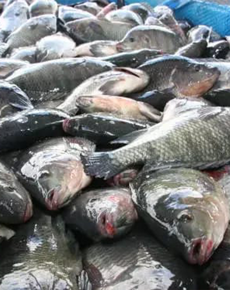 Leia mais sobre o artigo Prefeitura distribui 10 toneladas de peixe a partir desta quarta (01)